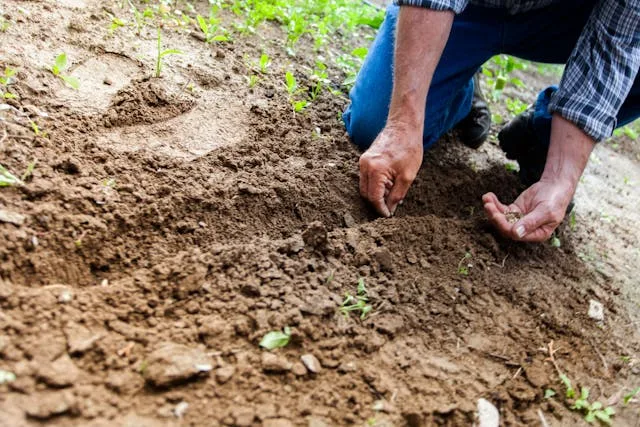 astuces jardinage