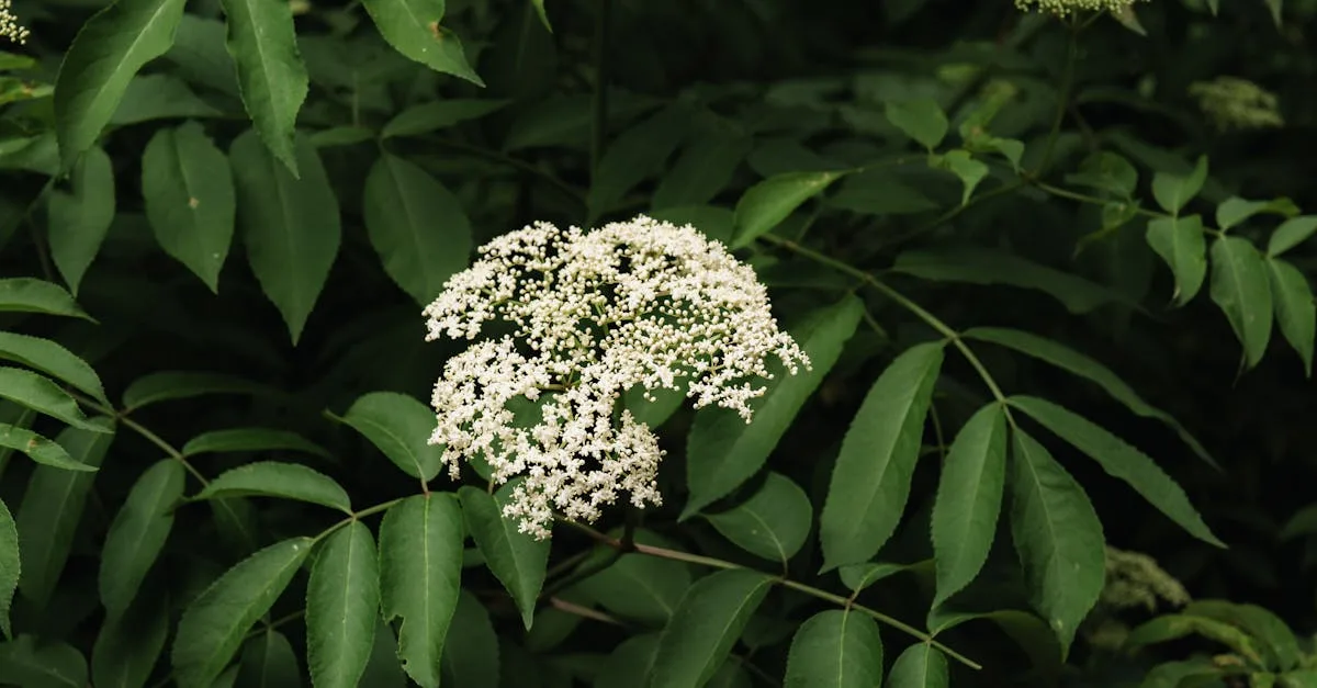 découvrez les bienfaits du sureau, une plante aux vertus médicinales reconnues, utilisée pour renforcer le système immunitaire et lutter contre les infections.