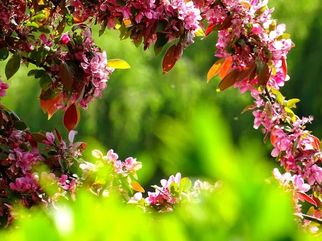 jardin