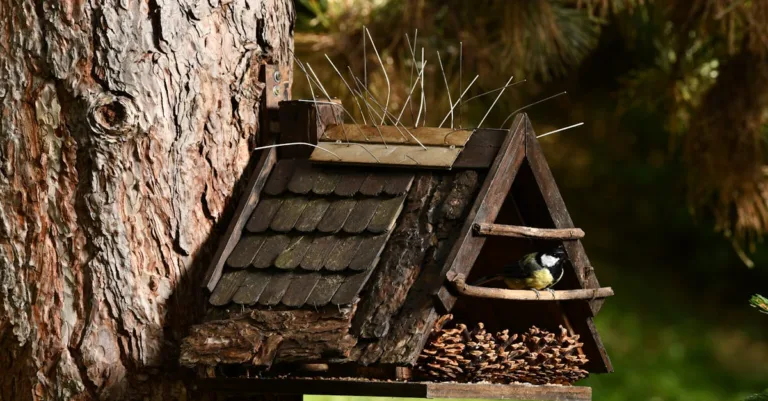 découvrez comment attirer les mésanges dans votre nichoir grâce à nos conseils pratiques et faciles à suivre pour offrir un refuge idéal à ces petits oiseaux.