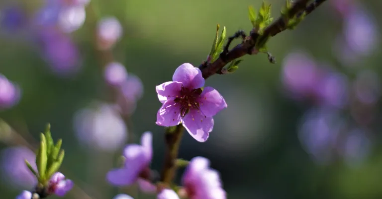 découvrez les arbres à croissance rapide, idéaux pour aménager rapidement votre jardin et profiter rapidement d'un bel environnement naturel.