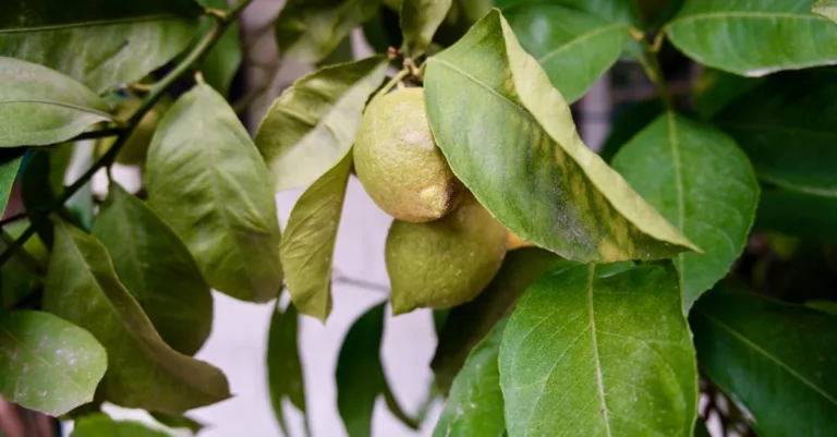 découvrez les techniques de greffage des arbres fruitiers pour améliorer la croissance et la qualité de vos fruits. guide complet et conseils pratiques.