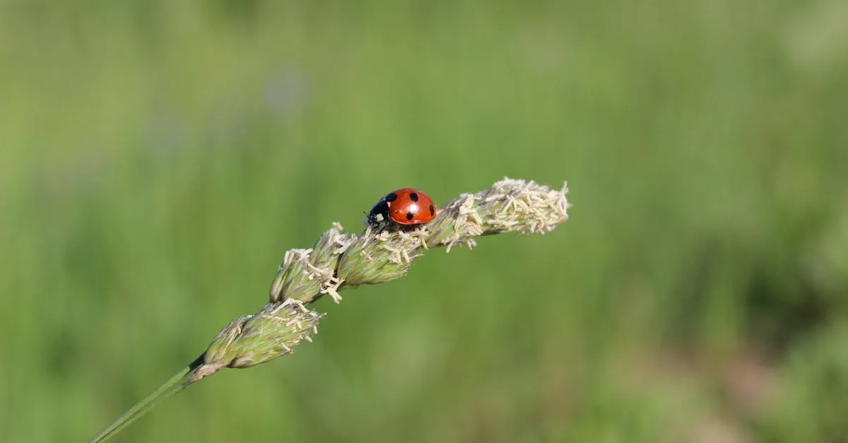 découvrez notre gamme d'herbicides efficaces pour protéger vos cultures des mauvaises herbes. solutions adaptées à tous types de plantes pour un jardin sain et productif.
