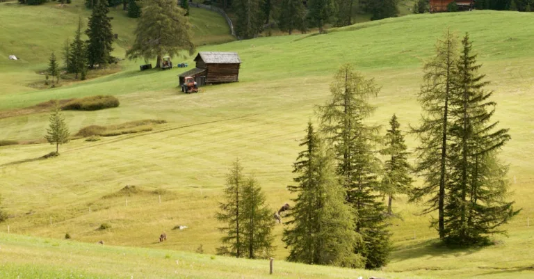 découvrez notre gamme efficace d'herbicides pour protéger vos cultures et éliminer les mauvaises herbes en toute sécurité.