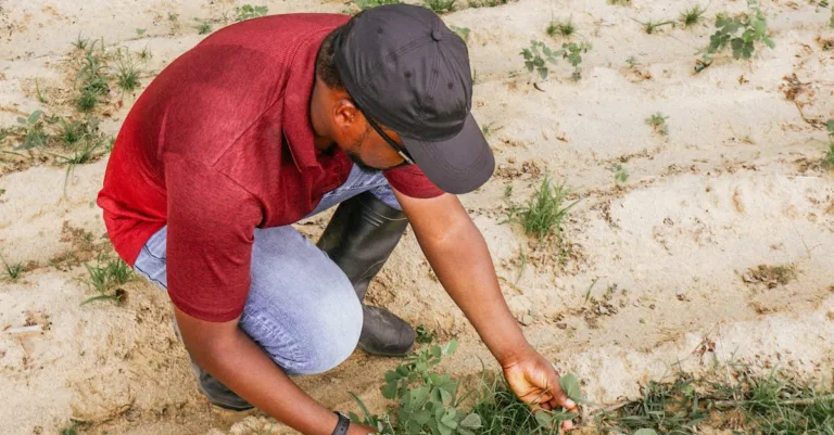 découvrez les dernières innovations et pratiques durables dans le secteur de l'agriculture pour une production responsable et efficace.