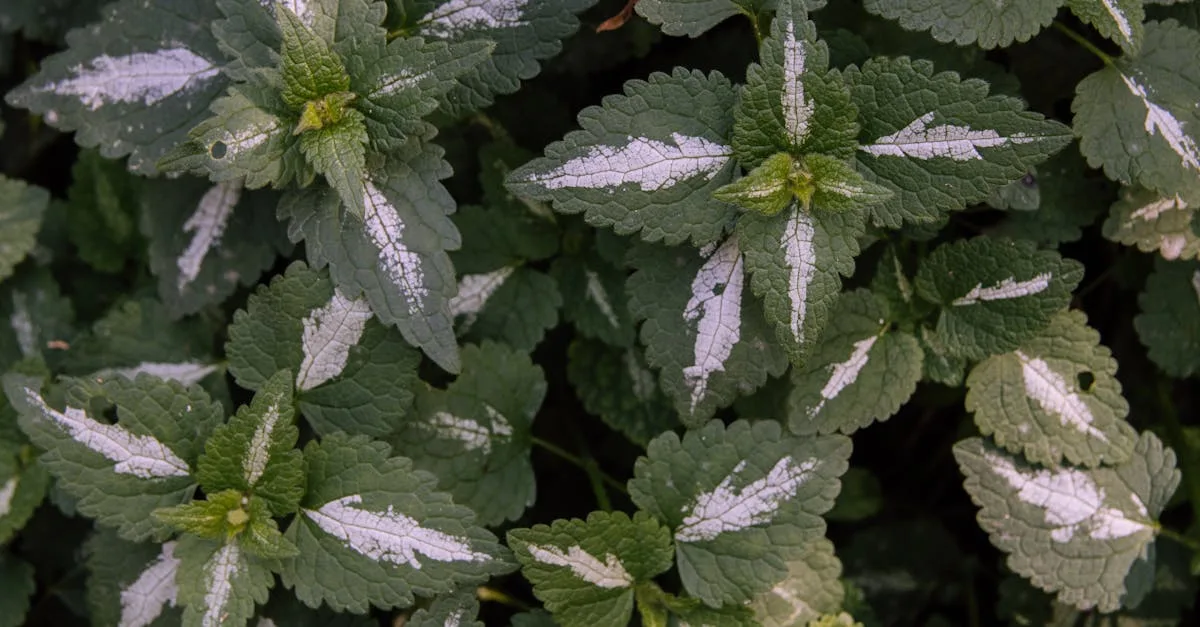 réglementation sur l'utilisation du fumier d'ortie : normes et bonnes pratiques pour un compostage efficace et respectueux de l'environnement.