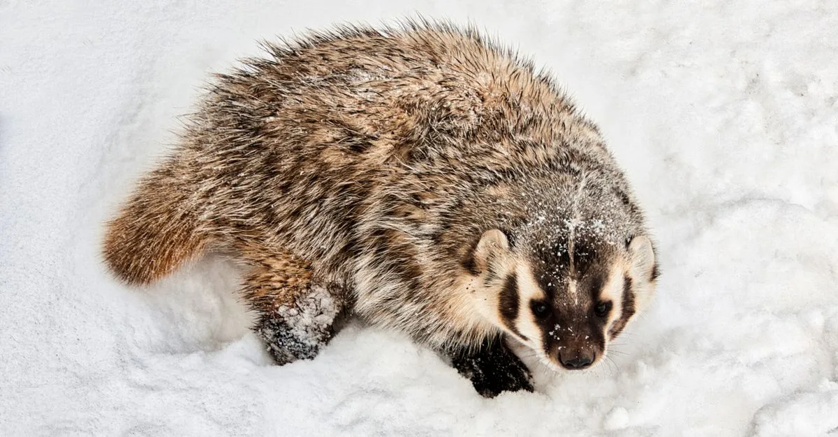 découvrez tout sur le blaireau : son habitat, son comportement et son rôle dans la nature.