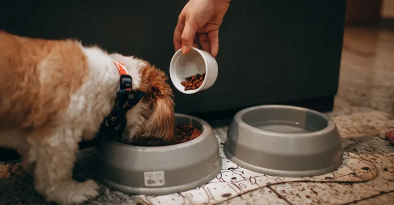 découvrez notre sélection de nourriture pour chiens de qualité, adaptée à toutes les races et âges pour assurer la santé et le bien-être de votre compagnon.