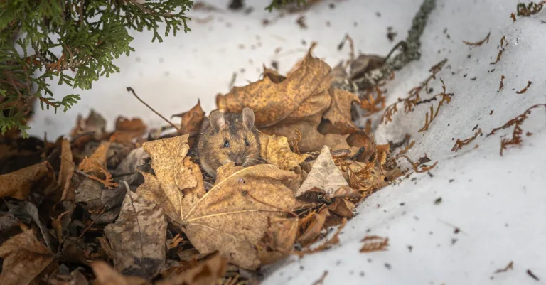 découvrez comment identifier les déjections de loir, signes importants pour détecter leur présence et protéger votre habitat efficacement.