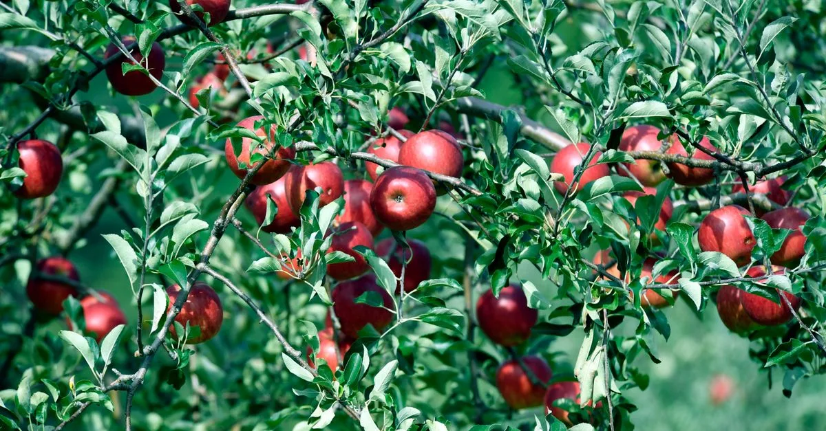 découvrez notre sélection d'arbres fruitiers résistants à la sécheresse, idéals pour les jardins et vergers en régions arides, garantissant récoltes savoureuses même par temps sec.