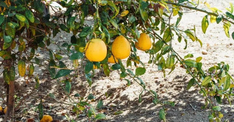 découvrez notre sélection d'arbres fruitiers résistants à la sécheresse, idéals pour un jardin durable et productif même en période de faible pluviométrie.