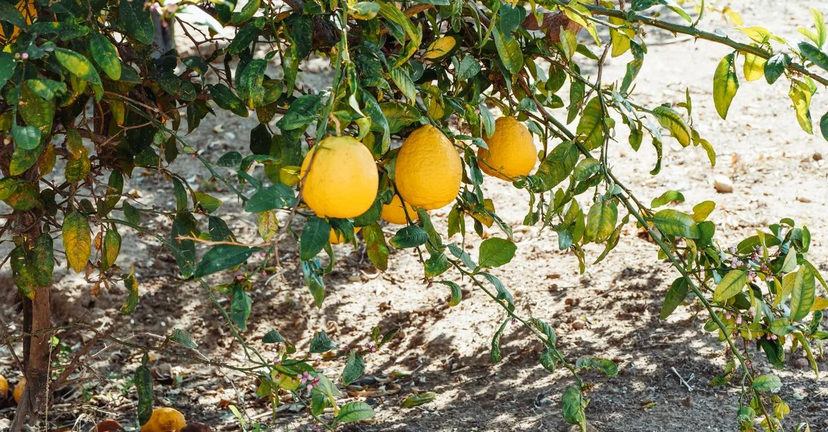 découvrez notre sélection d'arbres fruitiers résistants à la sécheresse, idéals pour un jardin durable et productif même en période de faible pluviométrie.