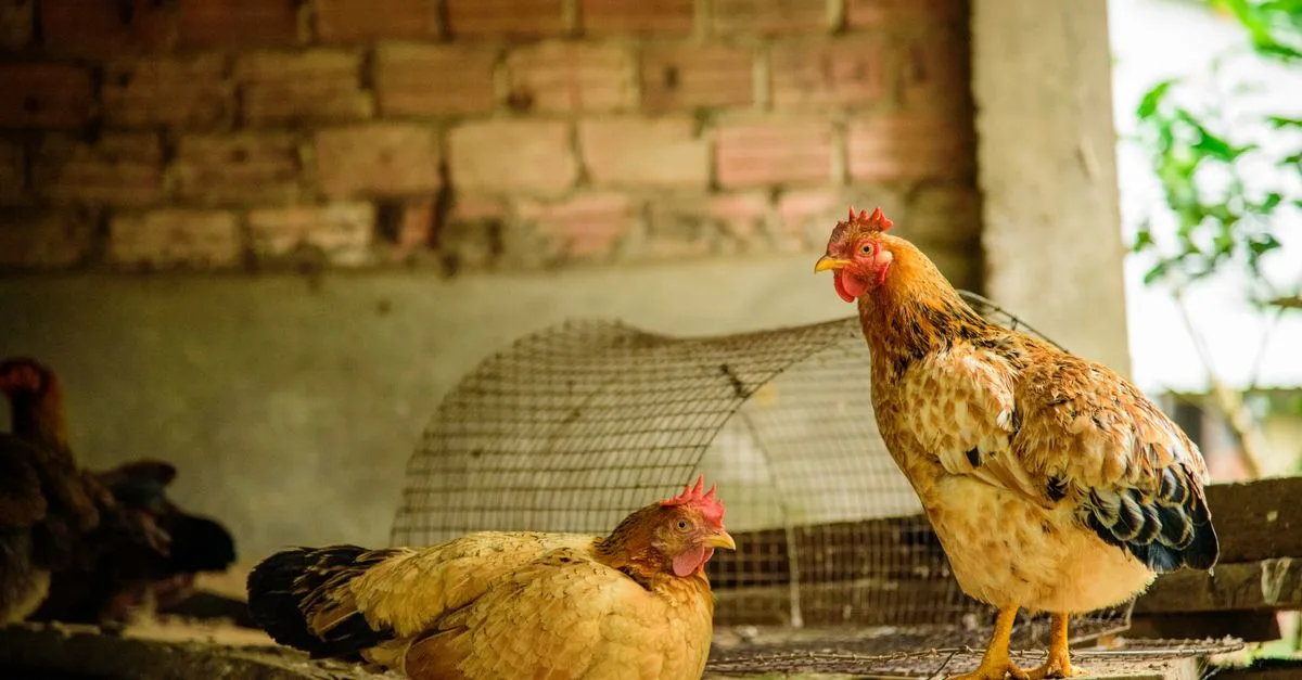 découvrez pourquoi les poules pondent moins pendant les périodes de chaleur et comment optimiser leurs conditions pour maintenir une bonne production d'œufs.