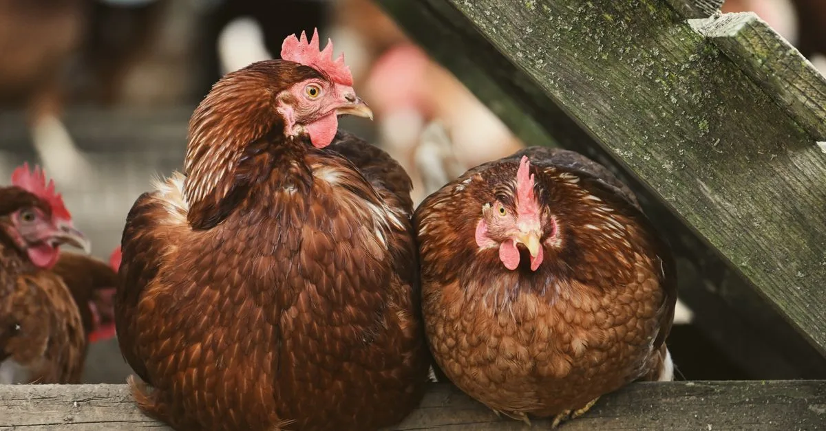 découvrez pourquoi les poules pondent moins d'œufs en période de chaleur et comment améliorer leur confort pour maintenir une bonne production.