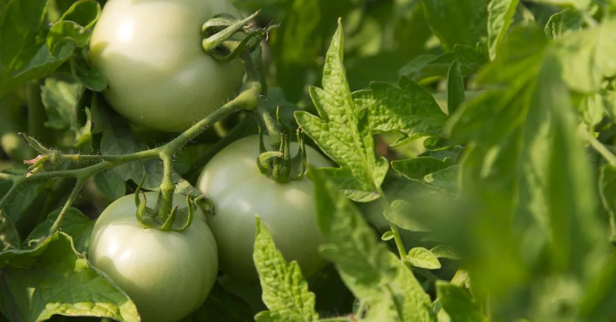 découvrez comment prévenir la fissuration des tomates grâce à des conseils simples et efficaces pour protéger vos récoltes et obtenir des fruits parfaitement sains.