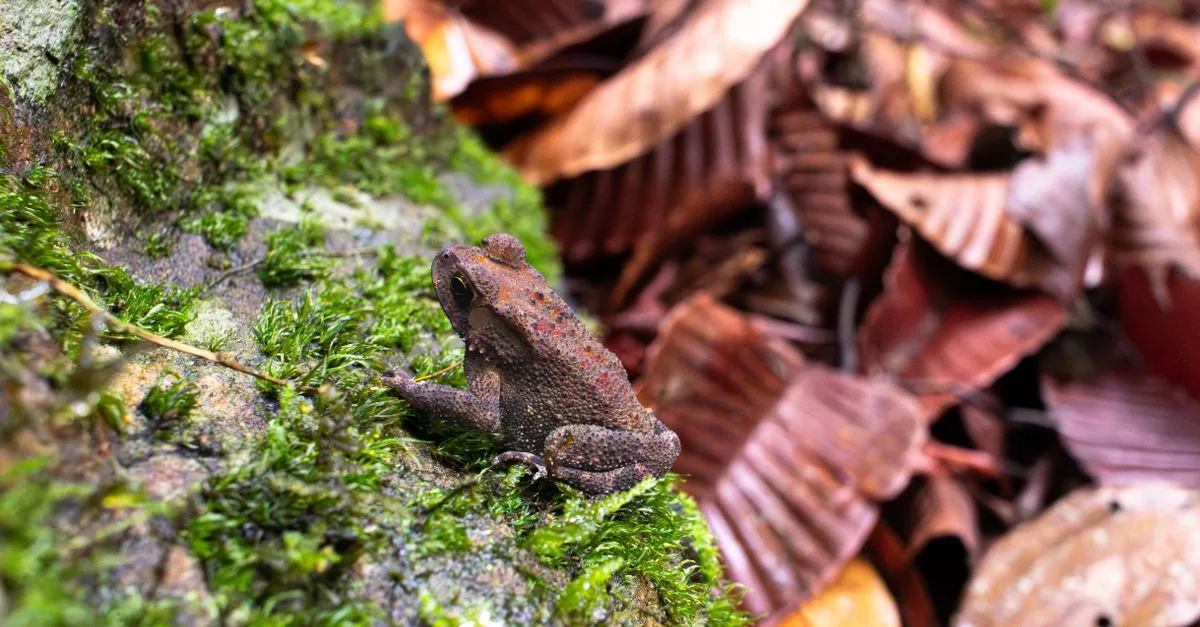 découvrez tout sur les crottes de crapaud : leur apparence, leur rôle écologique et comment les identifier dans la nature.