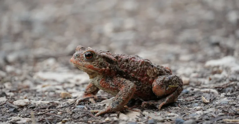 découvrez tout sur les excréments de crapaud : aspects, importance écologique et conseils pour les observer en nature.
