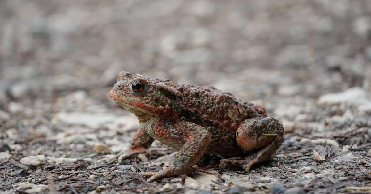 découvrez tout sur les excréments de crapaud : aspects, importance écologique et conseils pour les observer en nature.