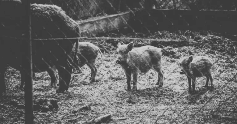 découvrez les meilleures méthodes de protection contre les sangliers pour préserver vos cultures et votre propriété de manière efficace et respectueuse de l'environnement.