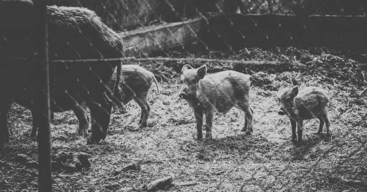 découvrez les meilleures méthodes de protection contre les sangliers pour préserver vos cultures et votre propriété de manière efficace et respectueuse de l'environnement.