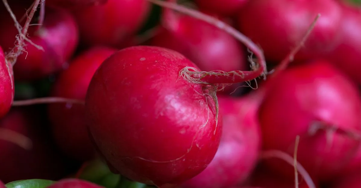découvrez comment cultiver des légumes toute l'année grâce à des techniques de jardinage adaptées à chaque saison pour garantir une récolte continue et savoureuse.