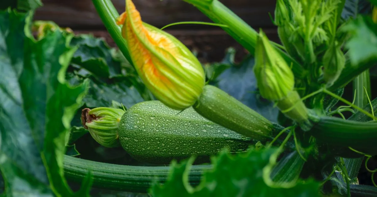 découvrez les solutions aux problèmes de floraison des courgettes pour optimiser votre récolte et obtenir de belles fleurs chaque saison.