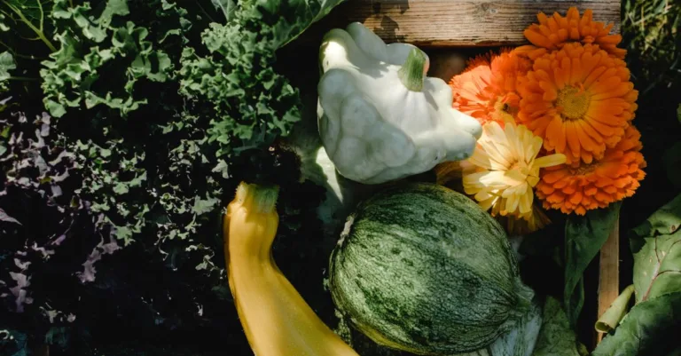 découvrez les causes courantes des problèmes de floraison des courgettes et apprenez comment les résoudre pour obtenir une récolte abondante et saine.