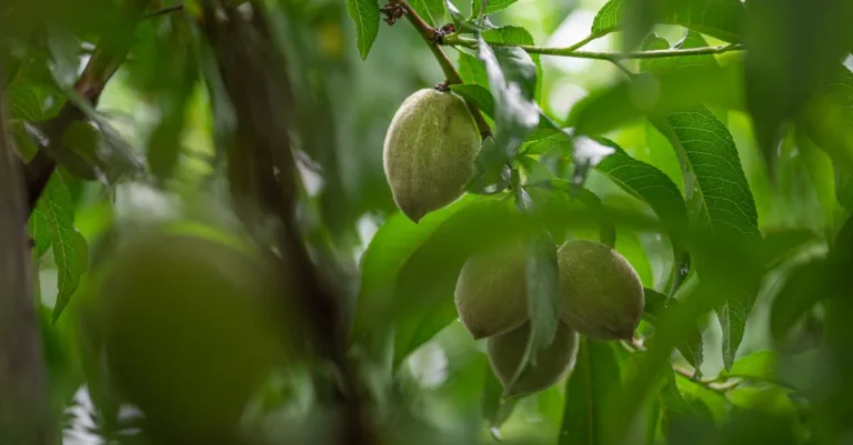découvrez almond green, une teinte naturelle et apaisante qui apporte une touche de fraîcheur et d'élégance à tous vos espaces.