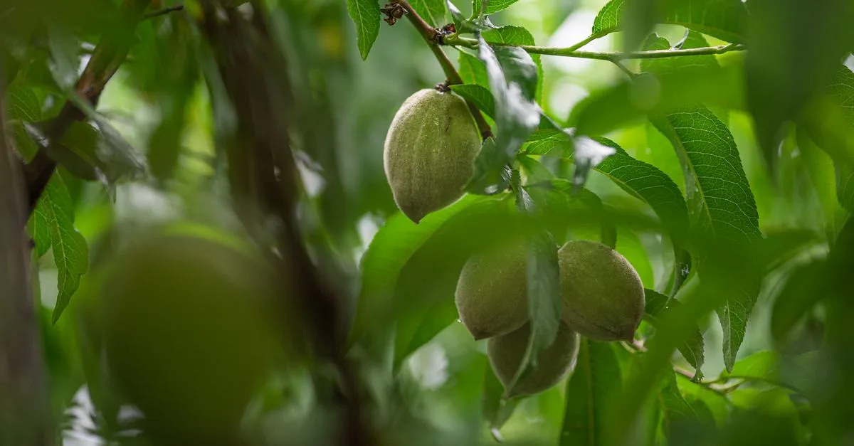 découvrez almond green, une teinte naturelle et apaisante qui apporte une touche de fraîcheur et d'élégance à tous vos espaces.