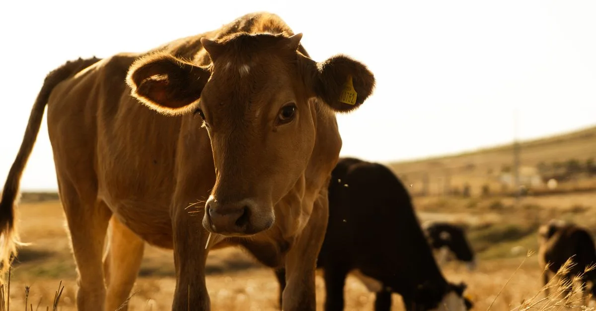 découvrez une variété d'animaux de la ferme, leurs caractéristiques et leur rôle essentiel dans l'agriculture.
