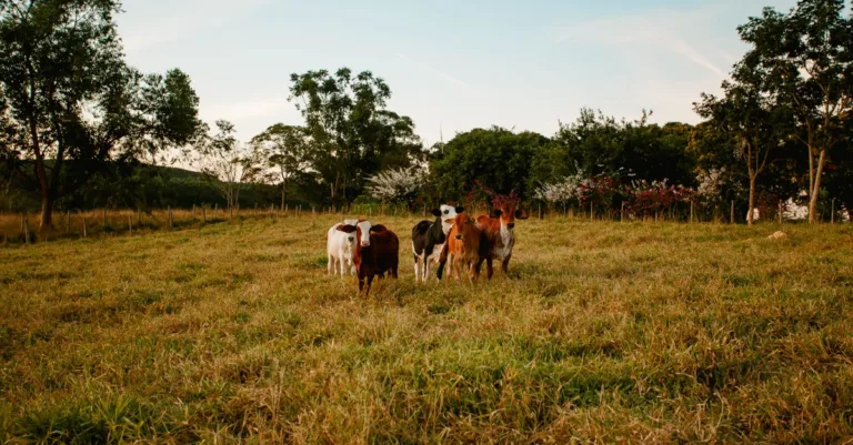 découvrez notre guide complet sur les animaux de la ferme, leurs caractéristiques, leur habitat et leur rôle essentiel dans l'agriculture.