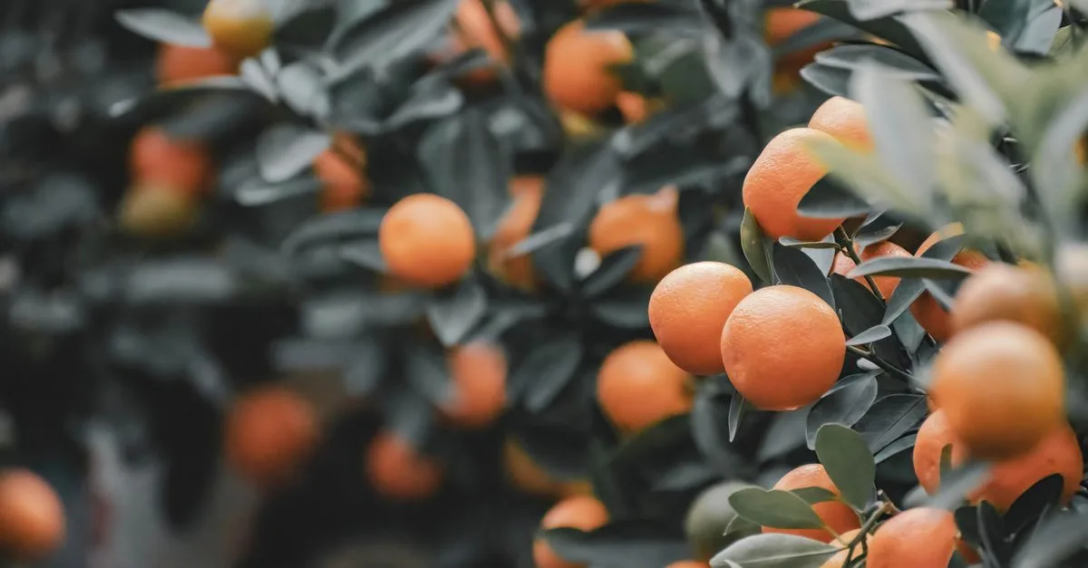découvrez le phénomène d'alternance de production chez les arbres fruitiers et apprenez comment gérer les cycles de fructification pour obtenir des récoltes régulières.