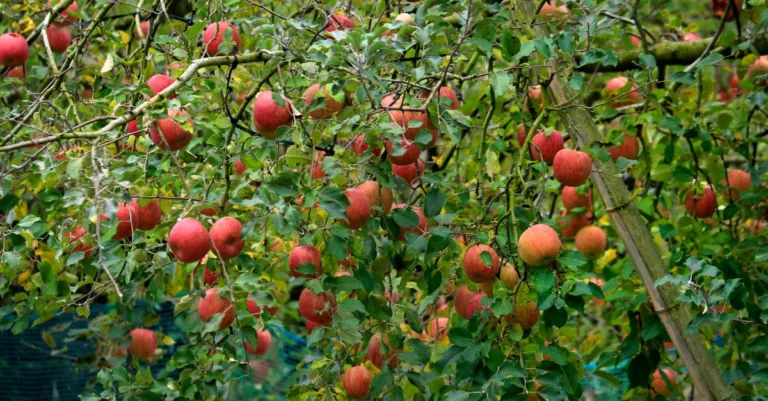 découvrez le phénomène de la production alternative chez les arbres fruitiers, ses causes, ses effets sur la récolte, et des solutions pour équilibrer la fructification chaque année.