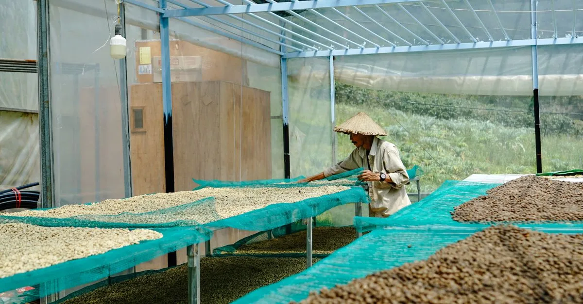 séchage des haricots verts avant la production : découvrez les étapes essentielles pour garantir une qualité optimale des haricots verts avant leur transformation.