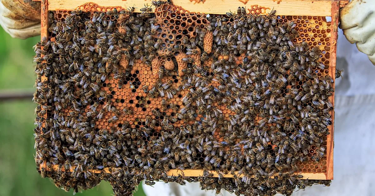 découvrez les causes et les conséquences du déclin de la production de miel, ainsi que les solutions pour préserver les abeilles et assurer un avenir durable.