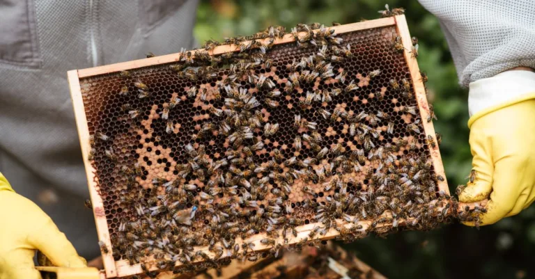 découvrez les causes et les conséquences du déclin de la production de miel, ainsi que les solutions pour préserver les abeilles et assurer un avenir durable pour l'apiculture.