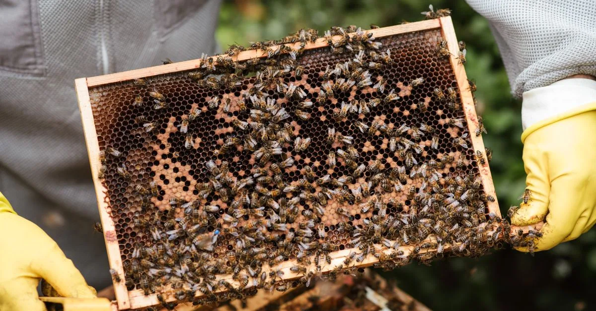 découvrez les causes et les conséquences du déclin de la production de miel, ainsi que les solutions pour préserver les abeilles et assurer un avenir durable pour l'apiculture.