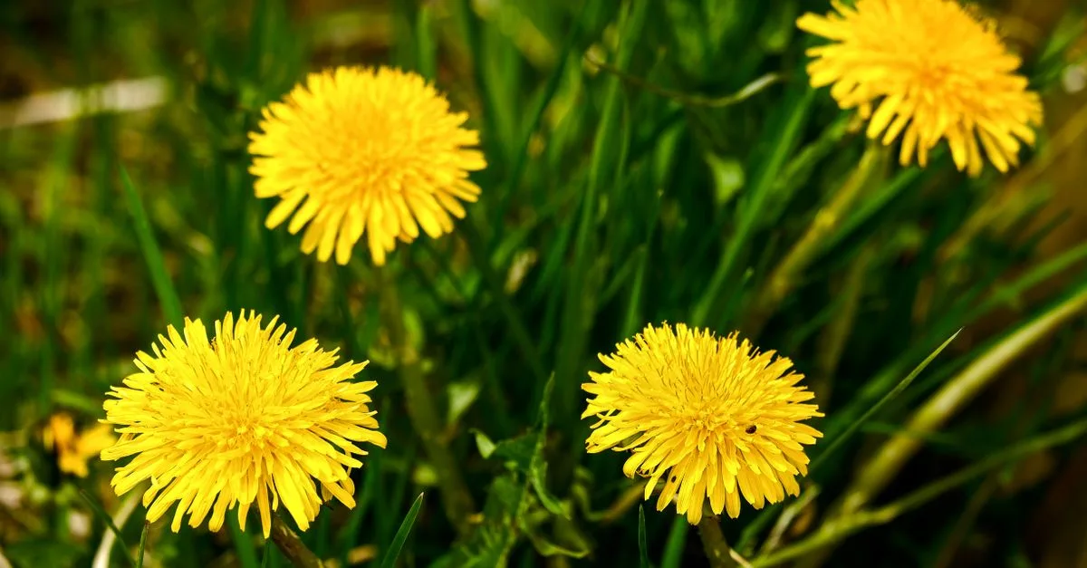 découvrez des méthodes naturelles pour contrôler les mauvaises herbes efficacement sans produits chimiques, respectueuses de l'environnement et faciles à appliquer.