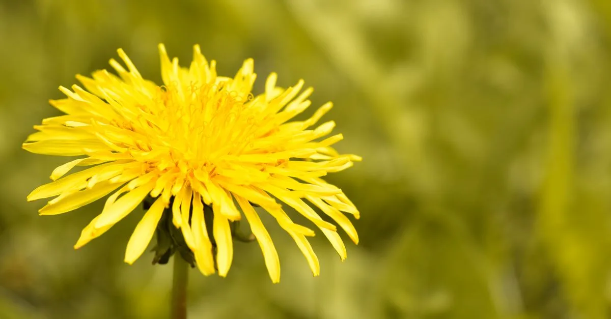 découvrez des méthodes naturelles et efficaces pour contrôler les mauvaises herbes sans utiliser de produits chimiques, en préservant votre jardin et l'environnement.