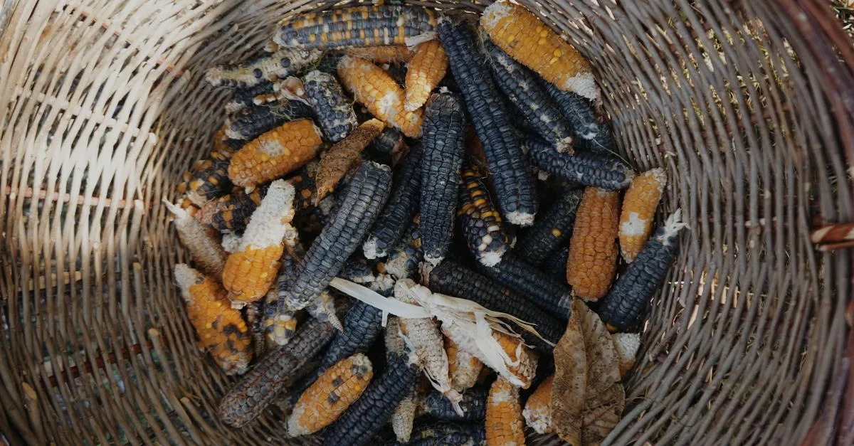 découvrez des méthodes efficaces pour conserver les récoltes sans recourir au stockage frigorifique, afin de préserver leur fraîcheur et leur qualité naturellement.