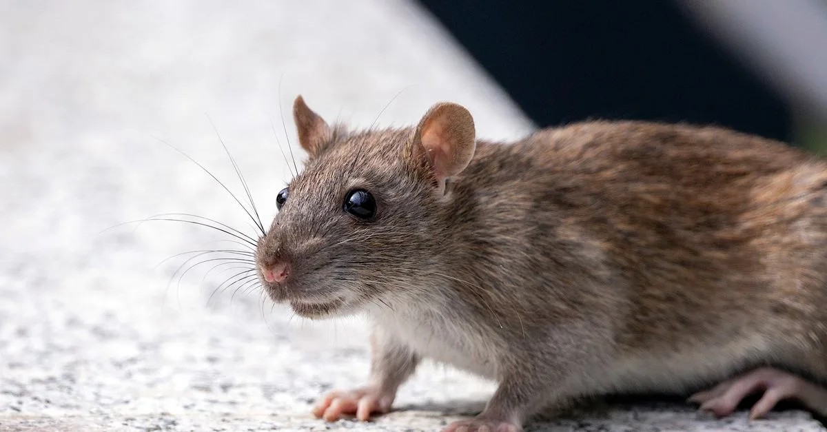 découvrez notre répulsif à rats efficace pour protéger votre maison des rongeurs. solution naturelle et durable contre les rats.
