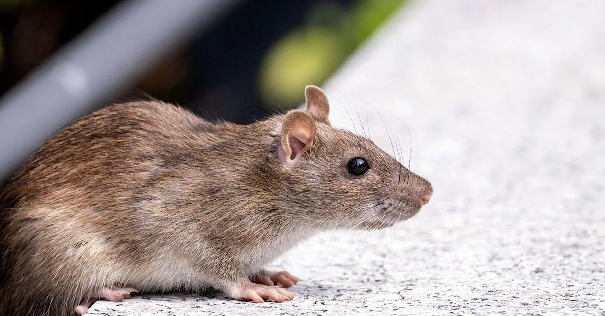 découvrez notre répulsif anti-rats efficace pour protéger votre maison et votre jardin des infestations de rongeurs. solution naturelle et sans danger.
