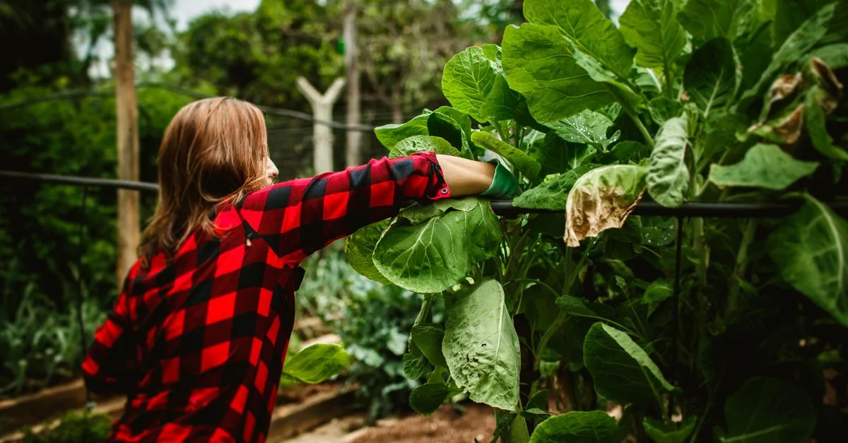 découvrez comment créer une forêt comestible autonome pour cultiver une alimentation durable, saine et respectueuse de l'environnement.