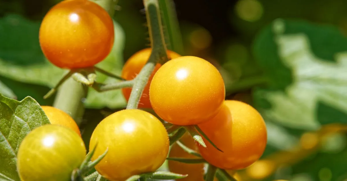 découvrez les causes et solutions du jaunissement des feuilles de tomate pour préserver la santé de vos plants et optimiser votre récolte.