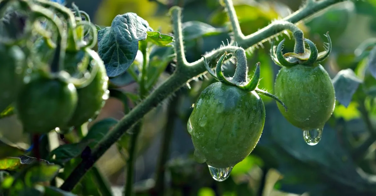 découvrez le dosage optimal de la bouillie bordelaise pour protéger vos plants de tomates contre les maladies tout en préservant leur croissance.