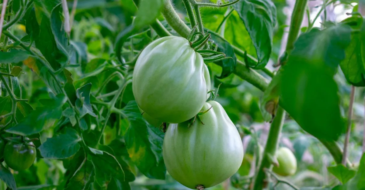 découvrez le dosage idéal de la bouillie bordelaise pour traiter efficacement vos plants de tomates tout en assurant leur santé.