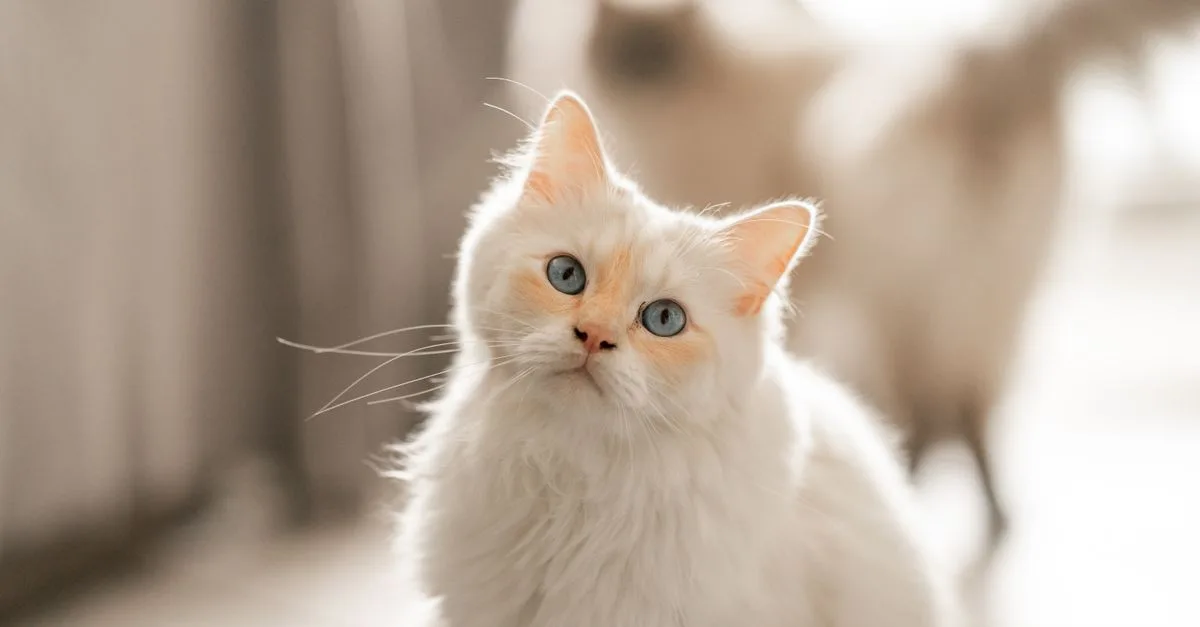 conseils et astuces pour prendre soin de votre chat, assurer sa santé, son bien-être et son bonheur au quotidien.