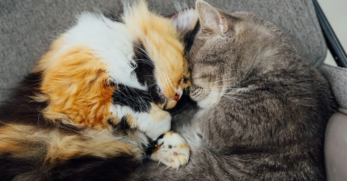 conseils et astuces pour prendre soin de votre chat : alimentation, santé, hygiène et bien-être au quotidien.