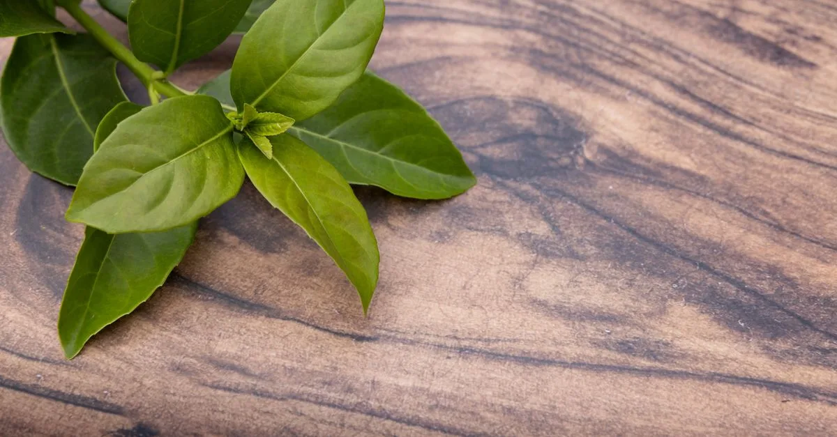 découvrez la liste complète des ingrédients du viandox, le condiment savoureux qui rehausse le goût de vos plats.