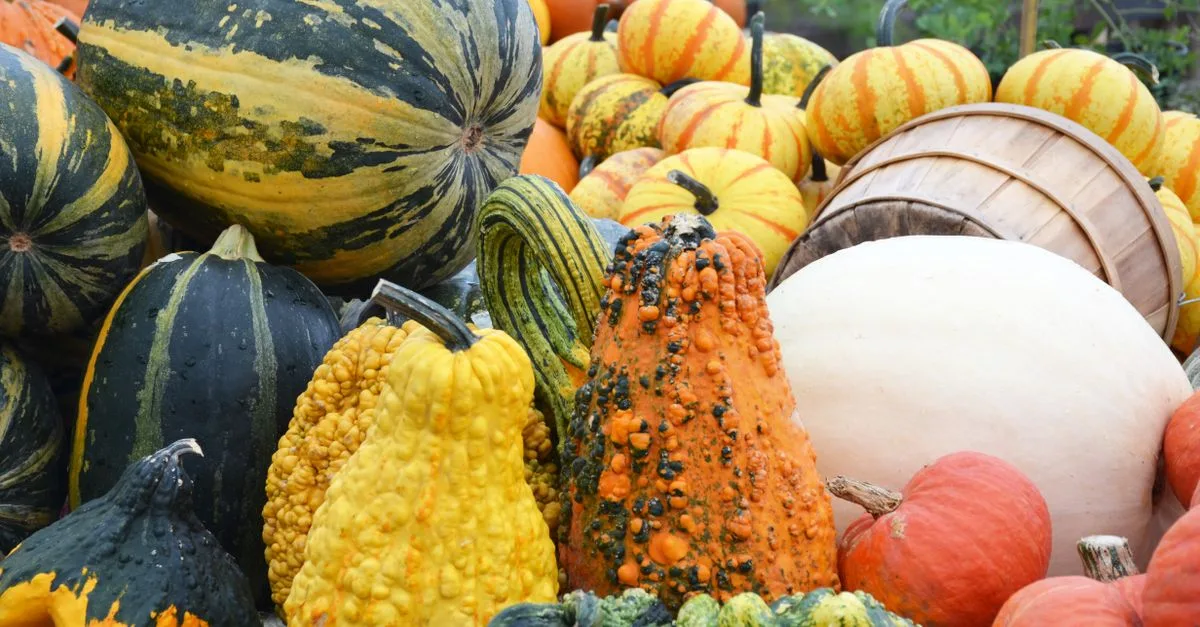 découvrez la courge spaghetti, un légume savoureux dont la chair se transforme en filaments délicats, parfaits pour des recettes légères et gourmandes.